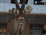 DSC_1228.JPG